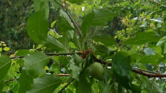 25.05.2019. Геленджик. Погода. Wheather. смотреть онлайн