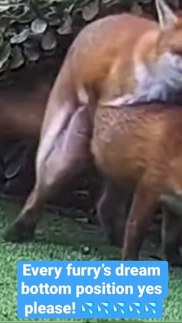 Furry’s dream s3x смотреть онлайн