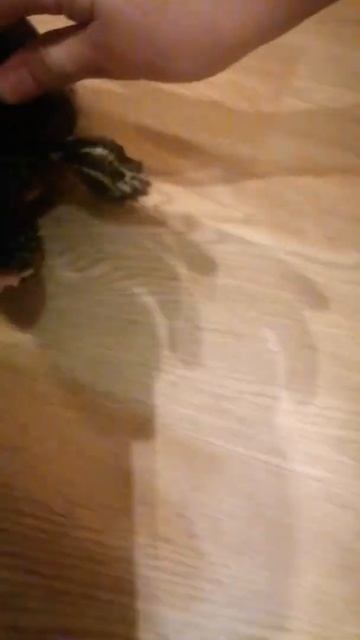 Черепаха 🐢 отнимает наше мясо 😁