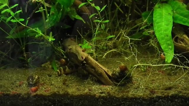 Trichopsis Pumila смотреть онлайн