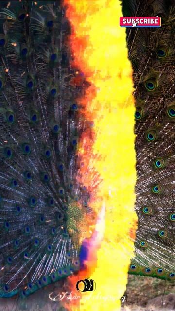 Peacock dancing photos😍 birds photography #shorts смотреть онлайн