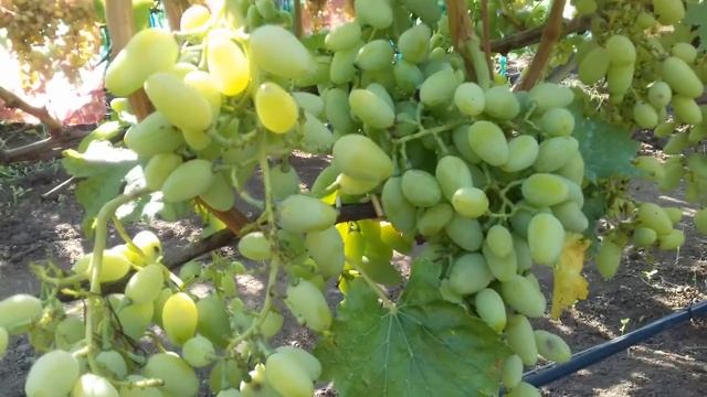 Сорт винограда Брестовица