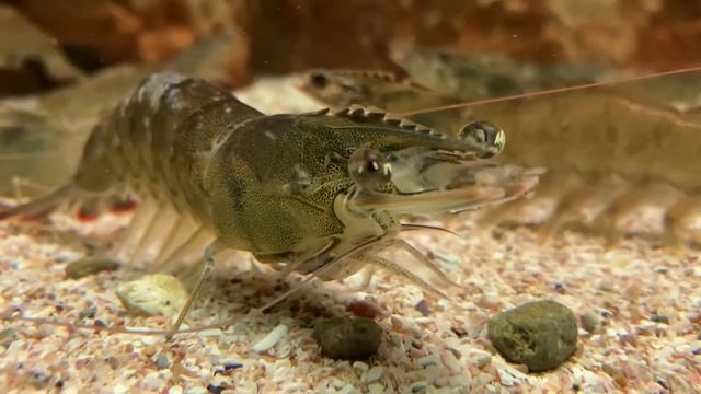 Camarones | Shrimp 🦐 смотреть онлайн