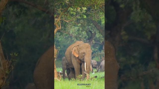#shorts #baby #srilanka #elephant #wasgamuwa #tusker #behavior смотреть онлайн