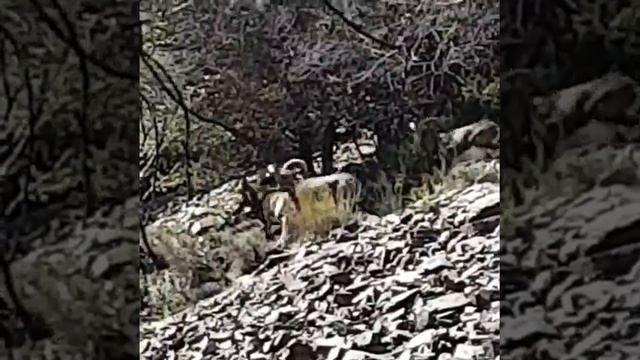 muflons смотреть онлайн