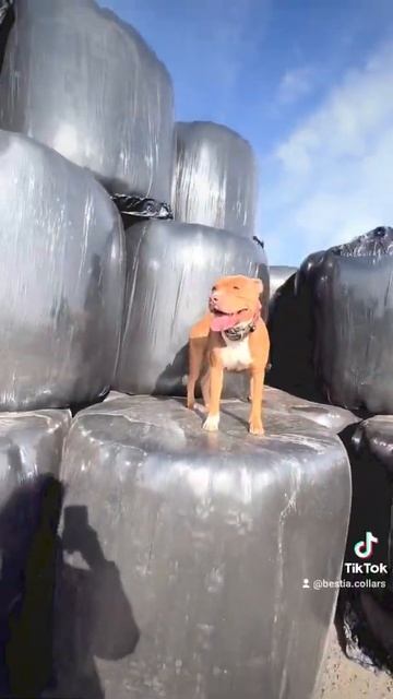 BESTIA Eros Dog Collar смотреть онлайн