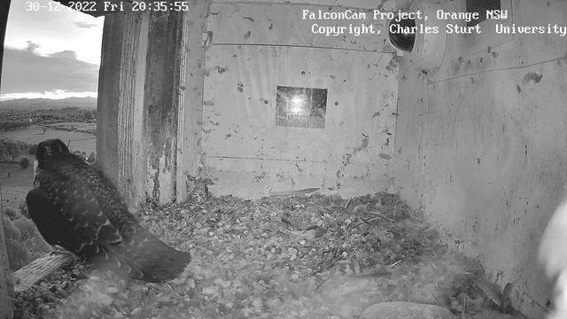 FalconCam ~🤣Mom, Dad, what are you doing in my home? It's better you go now 🤣~8:35 pm 2022/12/30 смотреть онлайн