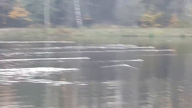 Гонка формулы 1 в Шуваловском парке смотреть онлайн