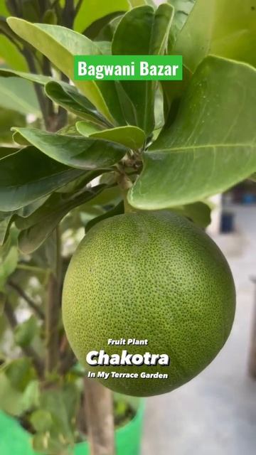 इतना बड़ा फल 😮 #shorts смотреть онлайн