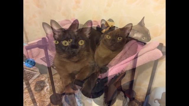 Очаровательные котики..))) смотреть онлайн