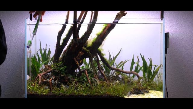 Aquarium Algae - How to Remove It смотреть онлайн