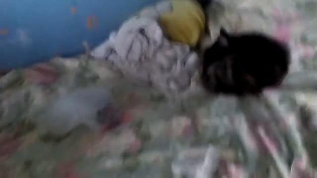 Видос про моих кошек(не судите строго) спасибо за просмотр😘😍 смотреть онлайн