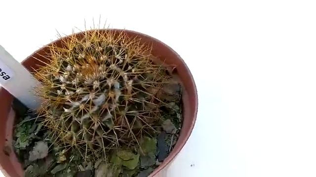 Mammillaria Nivosa - 16 смотреть онлайн