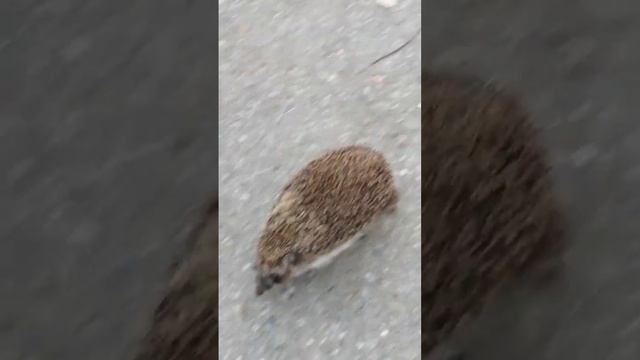 Ёжик у храма, похоже слепой... и глухой смотреть онлайн