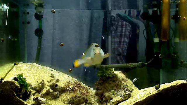 サクラエビうまあああ（Speckled blue grouper, ツチホゼリ） смотреть онлайн