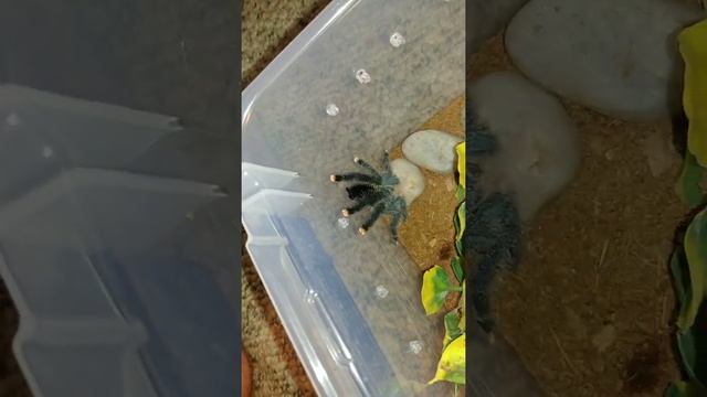 Avicularia avicularia? Avicularia Metallica? Pink toe tarantula feeding cricket missed the Action смотреть онлайн