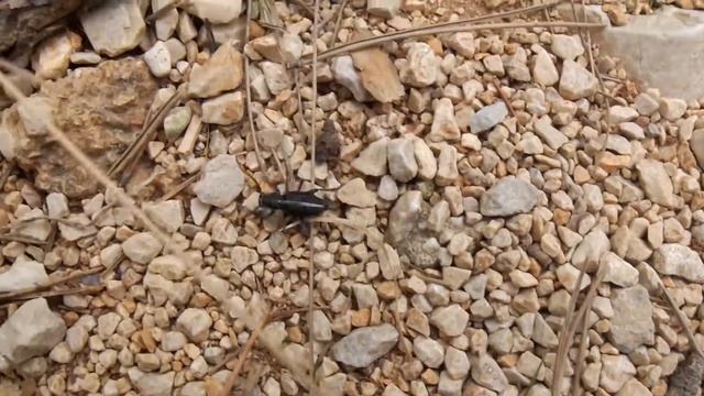 Dorcadion arenarium - Erdbock / Longhorn Beetle смотреть онлайн