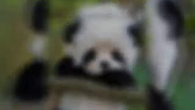 Enrasta-маленькая панда🤤🐼 смотреть онлайн