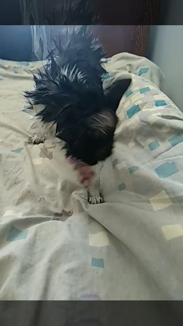 Жалко смотреть на кошку 🥺 #shortsvideo #cat #sad смотреть онлайн