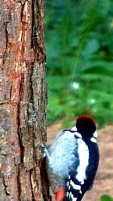 ГОЛОДНЫЙ ПТЕНЕЦ  \  HUNGRY CHICK