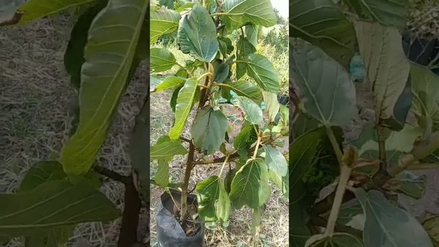 زراعة شجر الجميز بالعقل смотреть онлайн