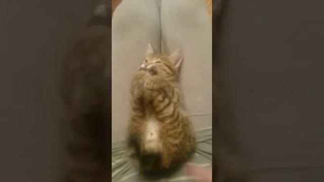 Вынос мозга) или Светин котик делает зарядку :)