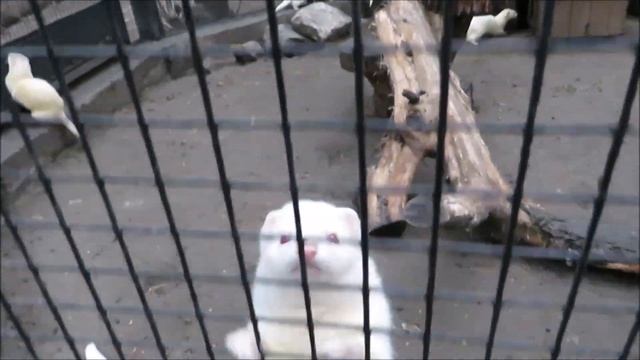 Большое семейство красивых фуро 06.11.2020 смотреть онлайн