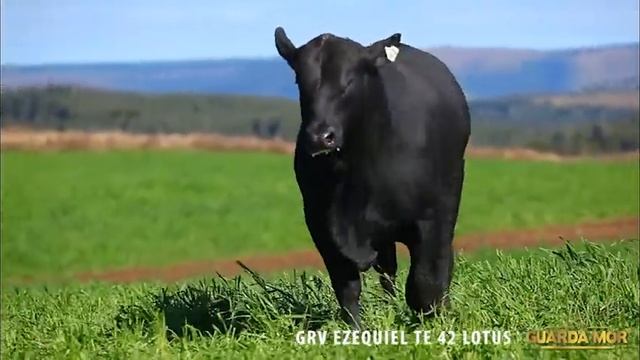 042 GRV EZEQUIEL TE 42 LOTUS смотреть онлайн