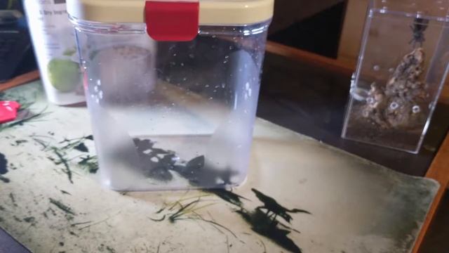 New Enclosure - Pink Toe Tarantula (Avicularia Metallica) смотреть онлайн