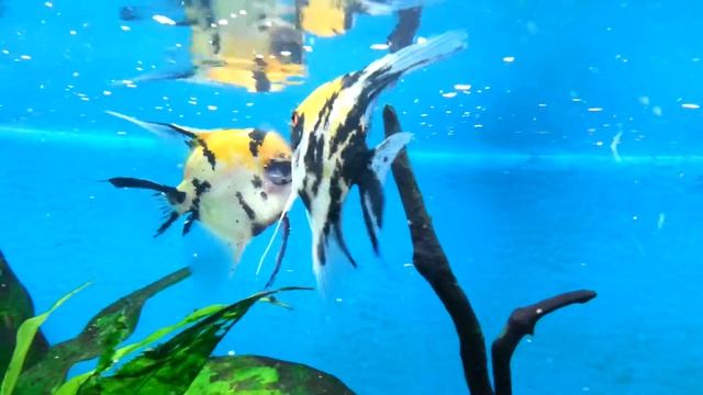 Yellow Angel fish смотреть онлайн