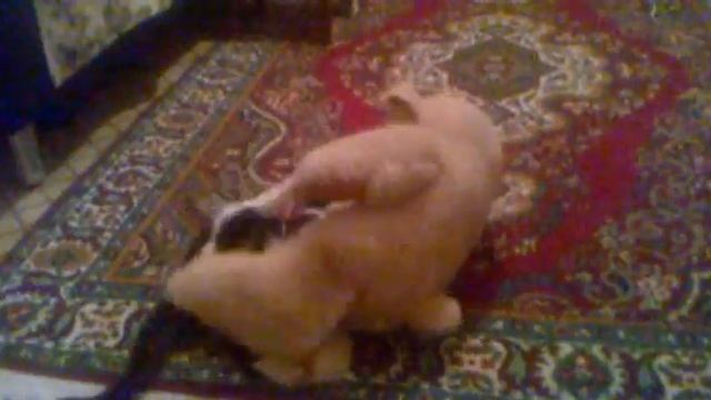 кот и лось смотреть онлайн