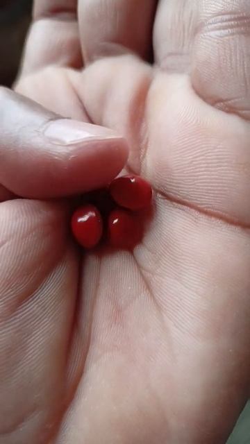 লাল চন্দনের বীজ নাকি অন্য কিছু। смотреть онлайн