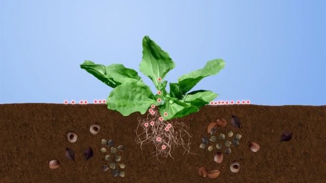 Ustinex AL, diserbante per vialetti Bayer Garden смотреть онлайн