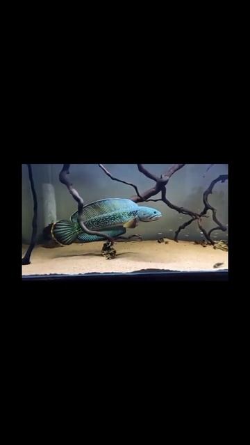 Beautiful Blue Snake Head Fish #short