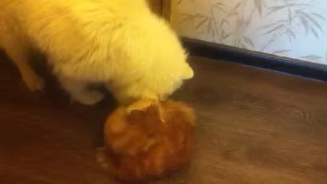 Рыська и Катюха смотреть онлайн