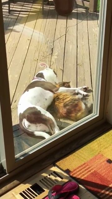 Дружба #котики #собака #смешныевидео #смешныеживотные #позитив #рек #shorts #mimi #cute #funnyvideo смотреть онлайн