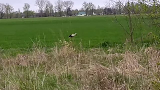 Аист смотреть онлайн