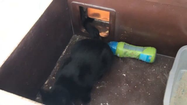 Cat Litter Box Built onto Wall смотреть онлайн