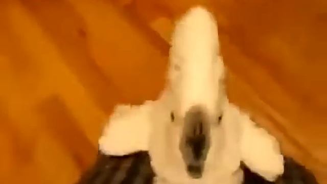 Очень смешное видео Приколы 46 1 смотреть онлайн
