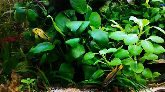 Pielęgniczka Kakadu, Brzanka Titteya смотреть онлайн
