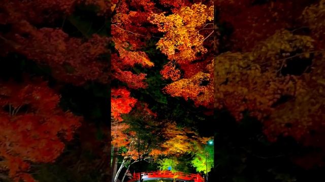 Red Maple Tree #redtree #maple tree#autumnvibes#japan #memes #memesdaily #family смотреть онлайн