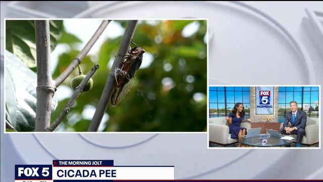 Cicada pee is the newest thing to watch out for this summer | FOX 5 DC смотреть онлайн