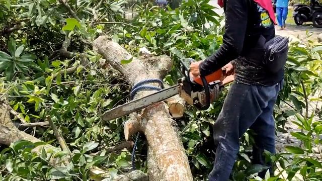 Chainsaw STIHL MS 250 cut the Mango Tree смотреть онлайн