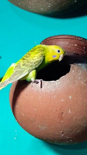 @ourhistoricalandbeautifulbangl смотреть онлайн