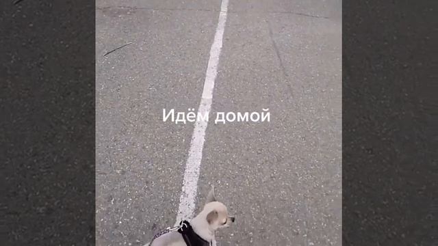 Элвис как домовенок кузя смотреть онлайн
