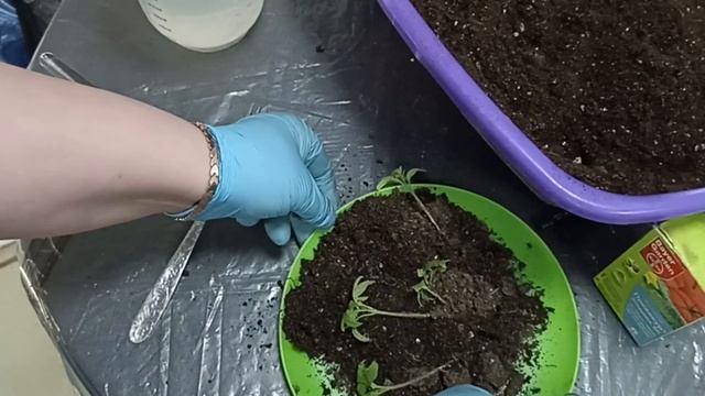 Пикировка рассады томатов в фазе двух настоящих листочков