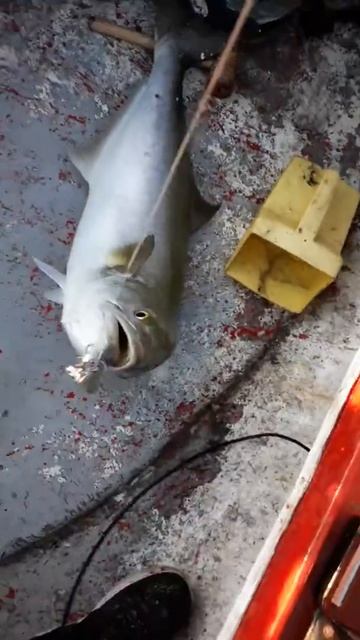 Рыбалка в Греции луфарь 2 смотреть онлайн