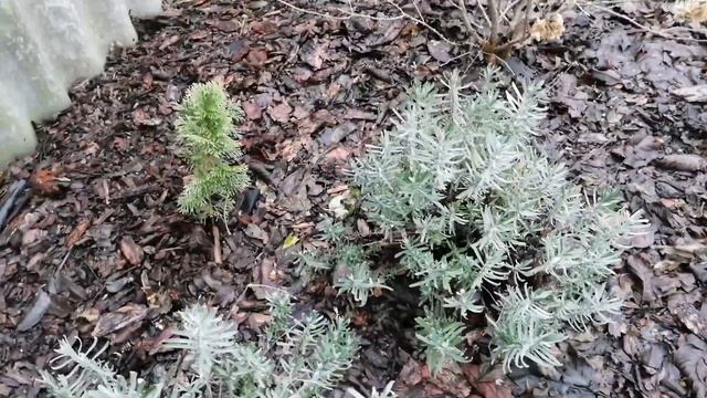 Спасаю дом от зарослей хмеля, Жулик помогает. Что я думаю о безопасности жизни в Краснодарском крае смотреть онлайн