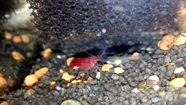 Neocaridina davidi (heteropoda) смотреть онлайн