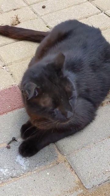 Маленькая пантера мяукает и несколько кошек 😸 Funny little panther and cute cats 😻 Kucing lucu. смотреть онлайн